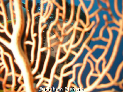 Soft fan corol with diver in background by Hisham Elshafie 